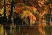 Cypr&egrave;s chauves Boulieu Is&egrave;re