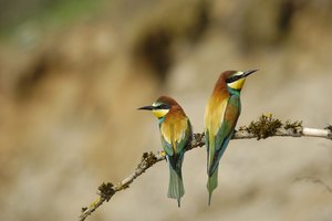 Gu&eacute;piers d'europe