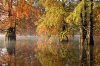 Cypr&egrave;s chauves Boulieu Is&egrave;re
