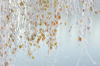 Bouleau givr&eacute;