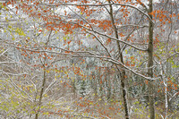 For&ecirc;t en Chartreuse