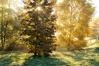 rayon de soleil dans le jardin